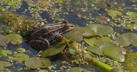 Close up shot of Balkan frog on a leaf of water lily on a pond Video stock 262536765