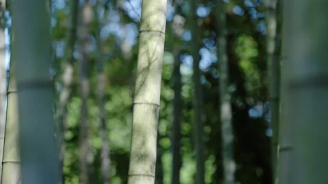 Close up shot of bamboo stalk, dappled sunlight and bokeh in green bamboo forest Stock Footage 345517339