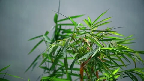 Close up shot of bamboo tree leaves Stock Footage 293764499