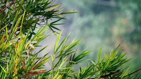 Close up shot of bamboo tree leaves Stock Footage 293764532