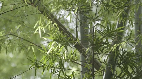 Close Shot of Bamboo in the Wind with Moving Bokeh in the Background Vídeos de archivo 94690452