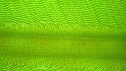 A close-up shot of a banana leaf. Stock Footage 277245437