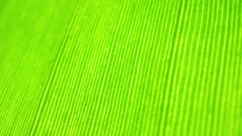 A close-up shot of a banana leaf. Stock Footage 277245546