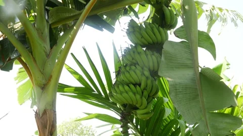 Close shot of banana tree with green bananas hanging on banana tree 動画素材 150720475