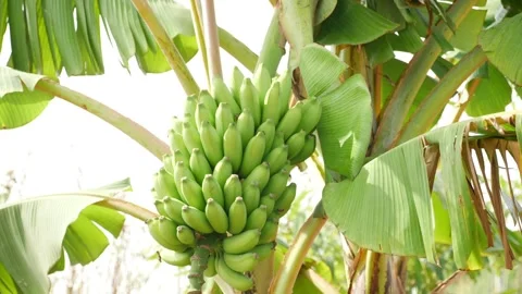 Close shot of bananas hanging on tree, view of bunch of green bananas Видео 147688803