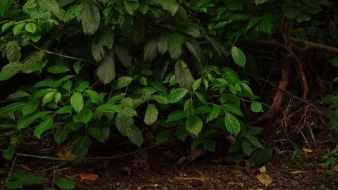 Close shot, Banyan roots, thick, tropical vegetation, lock off for plate. Stock Footage 80509936