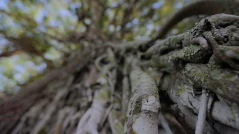 Close-Up Shot Of Banyan Tree In Forest - Big Island, Hawaii Stock Footage 154635527