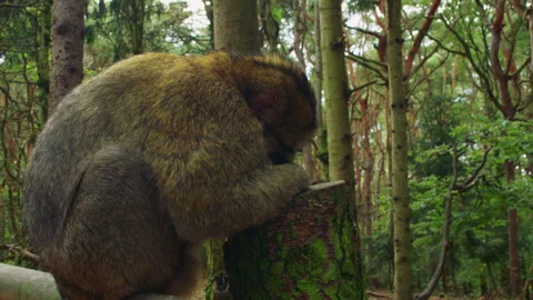 Close up shot of a Barbary macaque sleeping on a wooden railing in a dense green Stock Footage 310755734