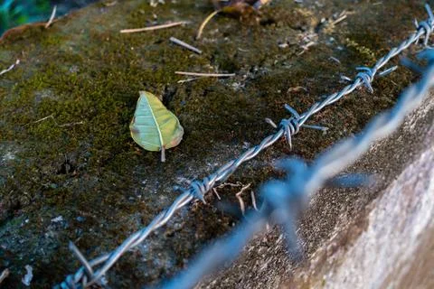 A close up shot of a barbed wire with out of focus background. Dehradun India Stock Photos