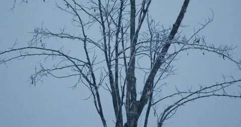 Close up shot of a bare tree canopy during snowfall in the ending of winter day Stock Footage 266220678