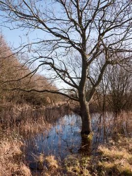 Close up shot of bark bare tree in pool of water grass reeds around scene Foto stock