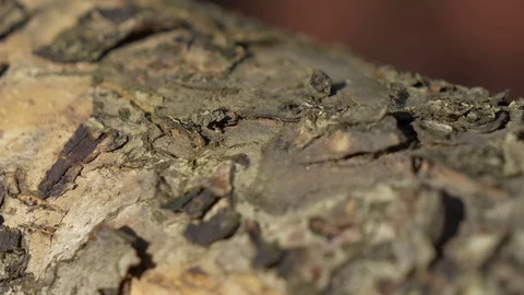 A close shot of bark on a tree 스톡 동영상 129957186