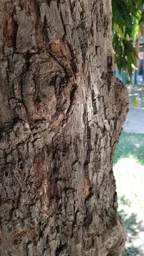 A close-up shot of the bark of a tree. Stock Photos