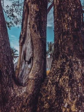 Close up shot of the bark from the tree trunk against the background of sea Stock Photos