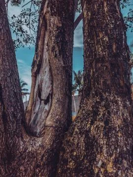 Close up shot of the bark from the tree trunk against the background of sea Stock Photos