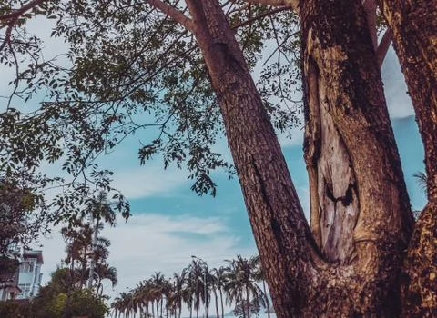 Close up shot of the bark from the tree trunk against the background of sea Stock Photos