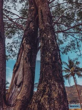 Close up shot of the bark from the tree trunk against the background of sea Stock Photos