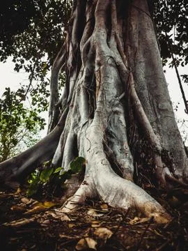 Close up shot of the bark from the tree trunk against the background of sea Stock Photos