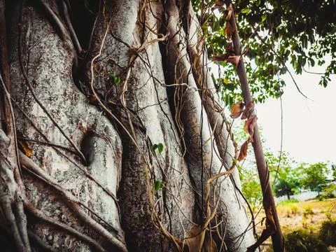 Close up shot of the bark from the tree trunk against the background of sea Stock-Fotos