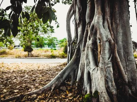Close up shot of the bark from the tree trunk against the background of sea Stock Photos