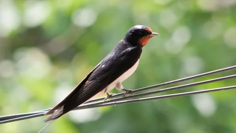 A close-up shot of a barn swallow perching on an electric wire before flying Stock Footage 340981993