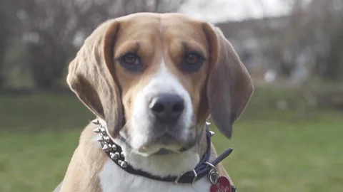 Close-up shot of beagle standing on 2 feet no CC Stockbeeldmateriaal 89028465