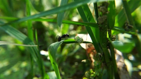 Close-up shot of beautiful ant crossing on grass in slow-motion (3) Stock Footage 210852902