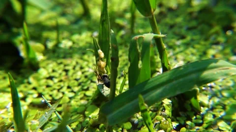 Close-up shot of beautiful ant crossing on grass in slow-motion Stock Footage 210853060