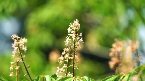 Close-up shot of beautiful  bee sitting on flowers in slow motion (2) Stock Footage 210852782