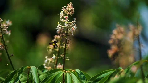 Close-up shot of beautiful  bee sitting on flowers in slow motion Stock-Footage 210852790