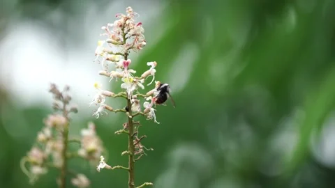 Close-up shot of beautiful bee sitting on flowers in slow motion (2) Stock Footage 210853061