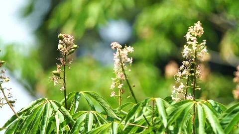 Close-up shot of beautiful bee sitting on flowers in slow motion Stock Footage 210853130