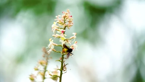 Close-up shot of beautiful bee sitting on flowers in slow motion (3) Stock Footage 210853135