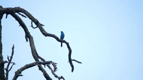 Close-up shot of beautiful blue robin bird siting on tree and flying in slow Stock Footage 210853264