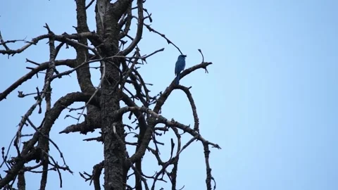 Close-up shot of beautiful blue robin bird siting on tree and flying in slow Stock Footage 210853267