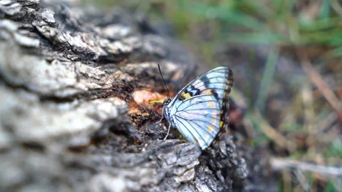 Close-up shot of beautiful butterfly eatten by ants in slow motion Stock Footage 210853447