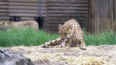 Close up shot of the beautiful Cheetah Stock Footage