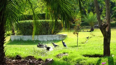 Close-up shot of beautiful crows enjoying bath in garden and flying in slow  Stock Footage 210853959