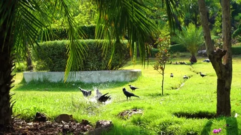 Close-up shot of beautiful crows enjoying bath in garden and flying in slow  Stock Footage 210853960