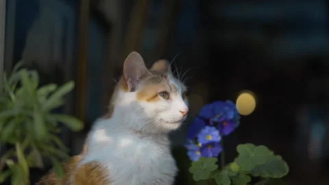Close-up shot of Beautiful cute cat sitting on the windowsill Stock Footage 144586579