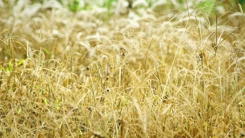 Close up shot Beautiful dry grass view 스톡 동영상 293763997