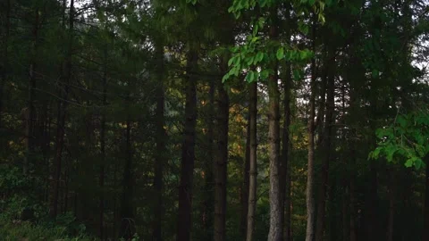 Close-up shot of beautiful  forest in slow-motion Stock Footage 210852898