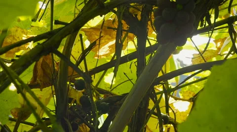Close up shot of beautiful grapevine and ripe grapes against sunset Stock Footage 68189476