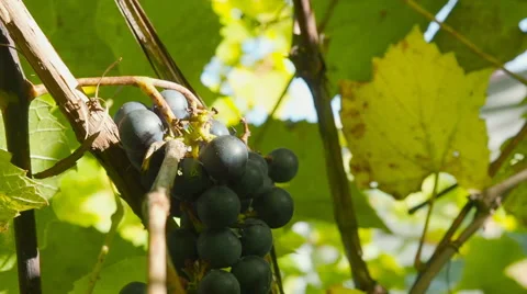 Close up shot of beautiful grapevine and ripe grapes against sunset Stock Footage 68189629