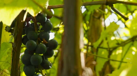 Close up shot of beautiful grapevine and ripe grapes against sunset Stock Footage 68189638