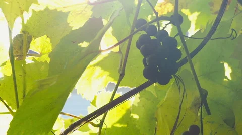Close up shot of beautiful grapevine and ripe grapes against sunset Stock Footage 68189725