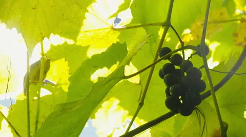 Close up shot of beautiful grapevine and ripe grapes against sunset Stock Footage 68189811