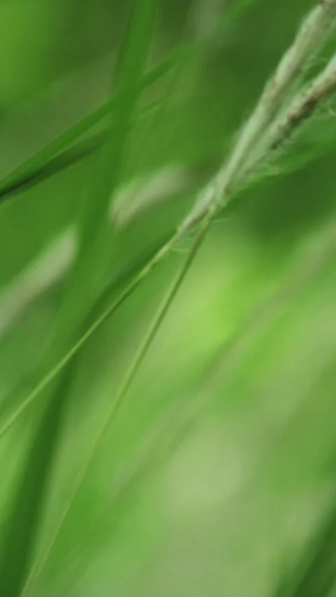 Close up shot of beautiful grass Video stock 295992415