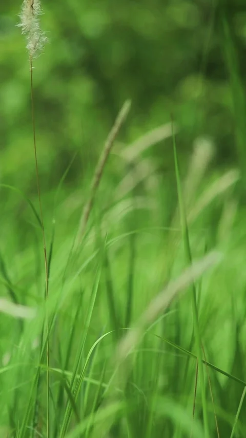 Close up shot of beautiful grass Stock Footage 295993202