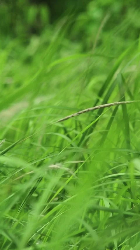 Close up shot of beautiful grass Stock Footage 295993641